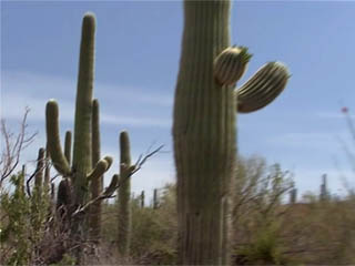  アリゾナ州:  アメリカ合衆国:  
 
 Saguaro National Park